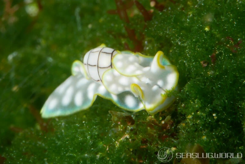 チャシボリガイ Micromelo undatus