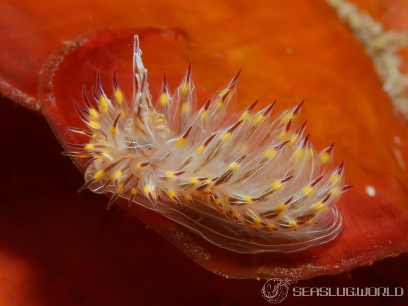 コヤナギウミウシ Janolus toyamensis