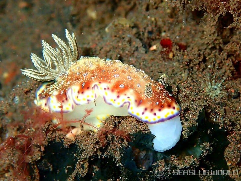 アカネコモンウミウシ Goniobranchus collingwoodi