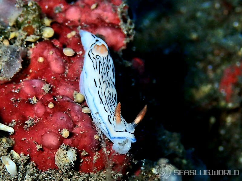 リュウモンイロウミウシ Hypselodoris maritima