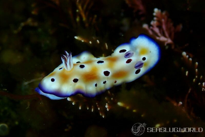 ヒョウモンウミウシ Goniobranchus leopardus