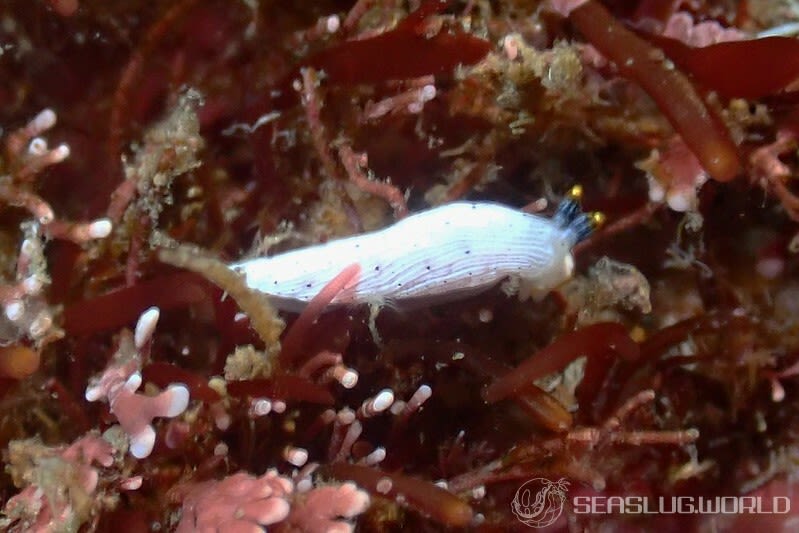 カメキオトメウミウシ Dermatobranchus primus