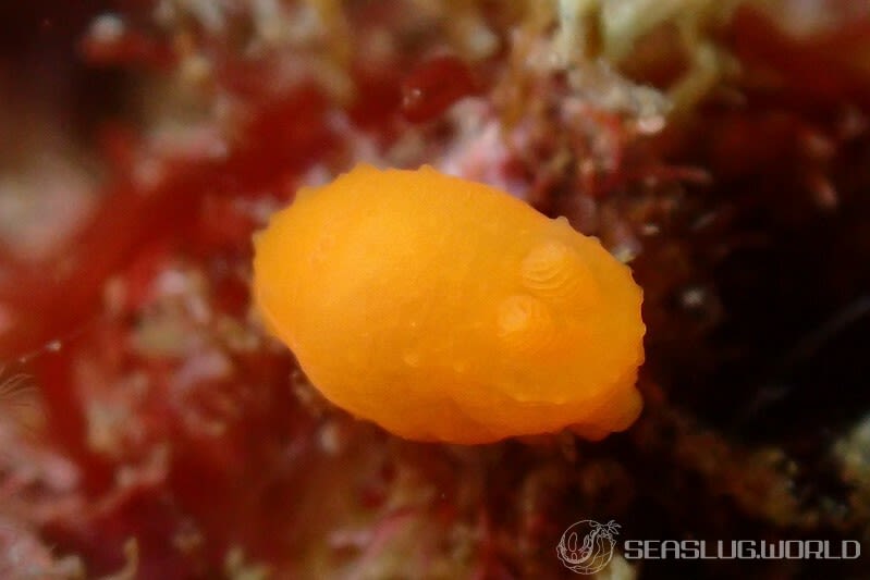 キヌハダウミウシ Gymnodoris inornata