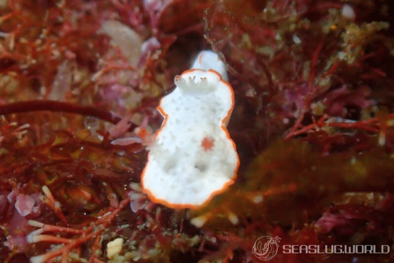 ミナミミツイラメリウミウシ Diaphorodoris sp. 1