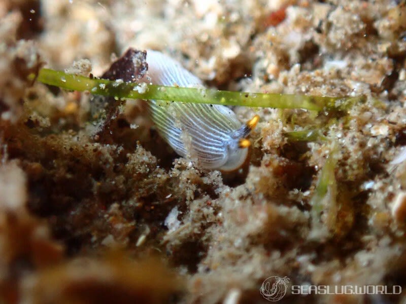 カメキオトメウミウシ Dermatobranchus primus