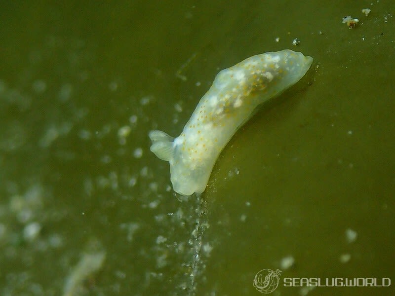 オキナワキヌハダウミウシ Gymnodoris okinawae