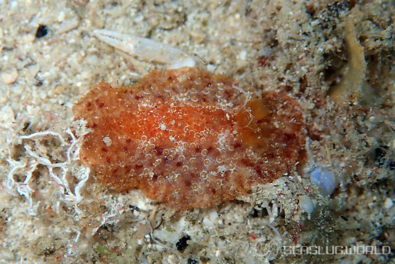 ニヨリセンリョウウミウシ Carminodoris flammea