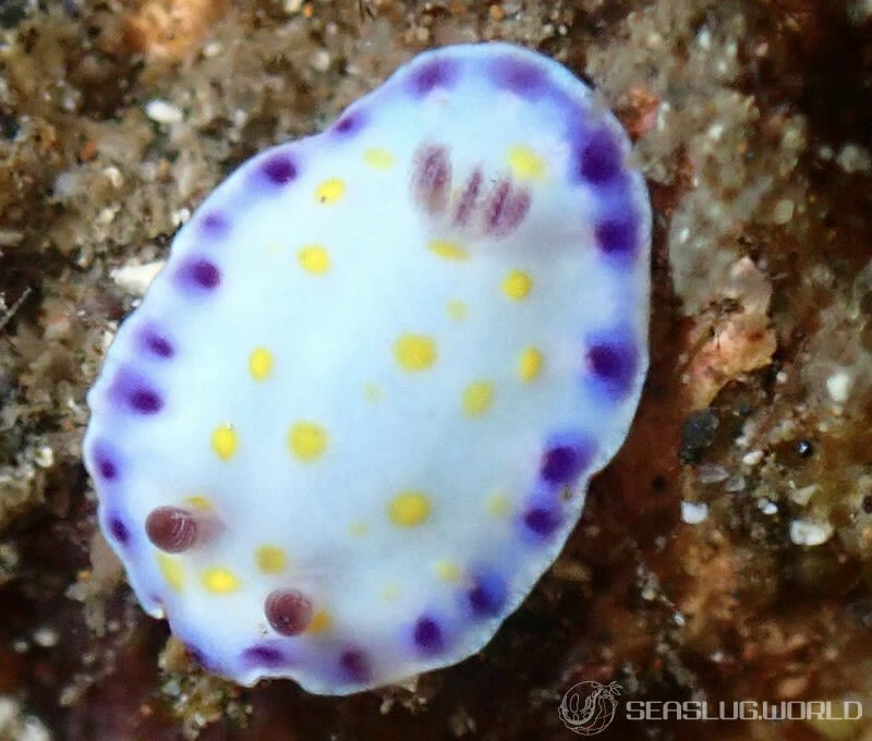 コモンウミウシ Goniobranchus aureopurpureus