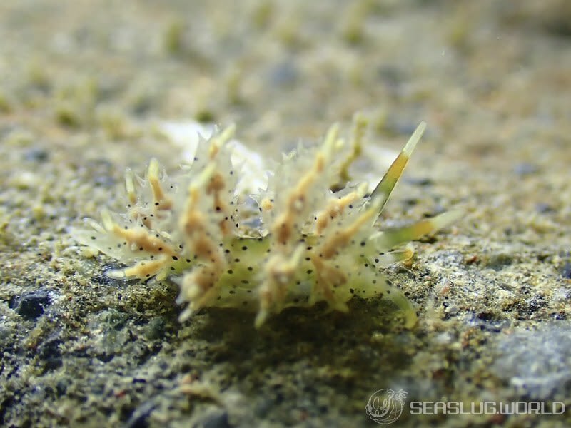 ジョオウミノウミウシ Eubranchus virginalis