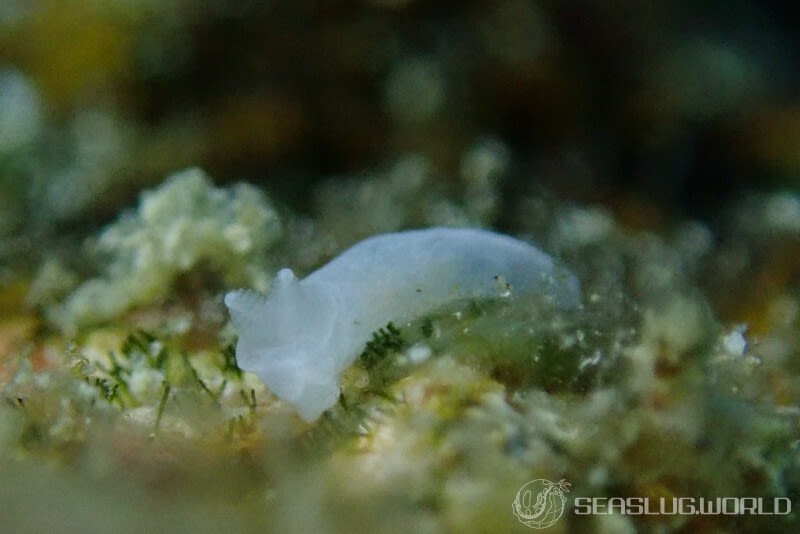 キヌハダウミウシ属の仲間 Gymnodoris spp.