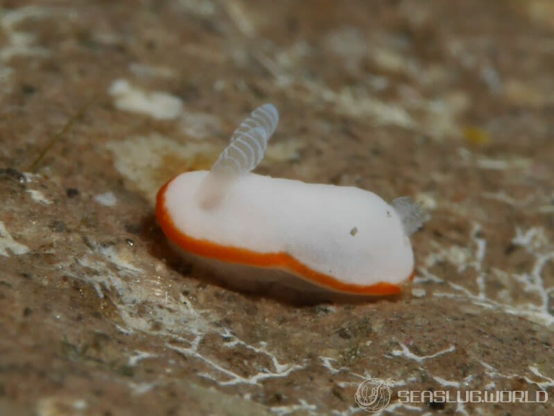 ボンボリイロウミウシ Goniobranchus albonares