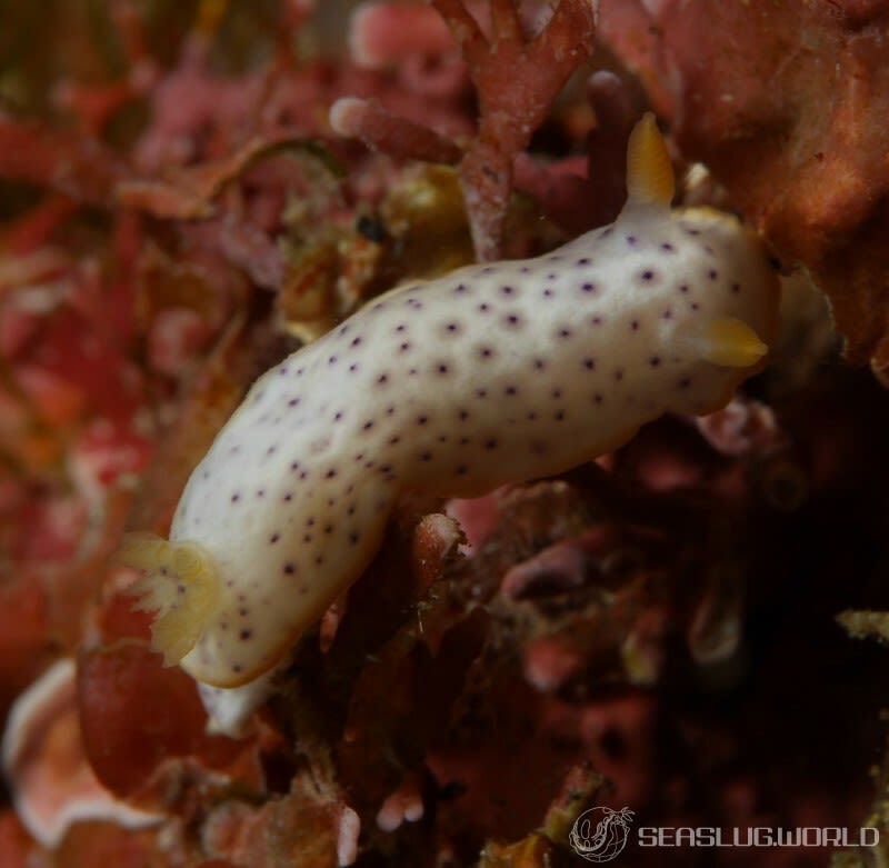 モンコウミウシ Chromodoris aspersa