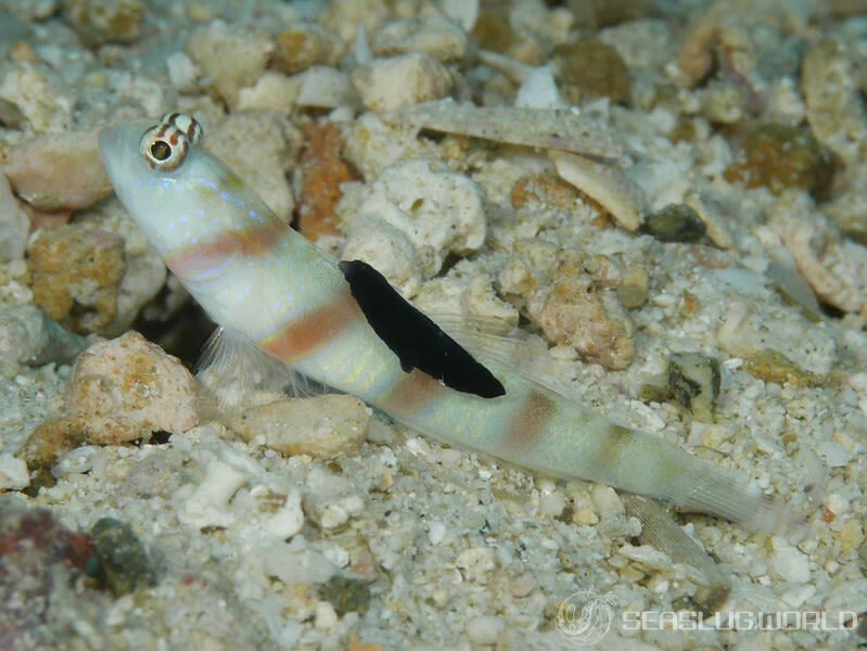 スミゾメキヌハダウミウシ Gymnodoris nigricolor