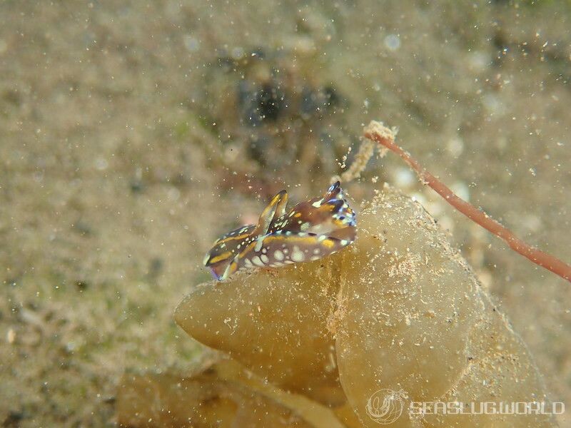 カラスキセワタ Philinopsis speciosa