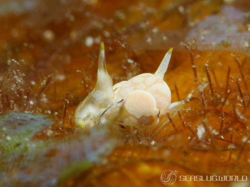 モンツキウミコチョウ Siphopteron ladrones