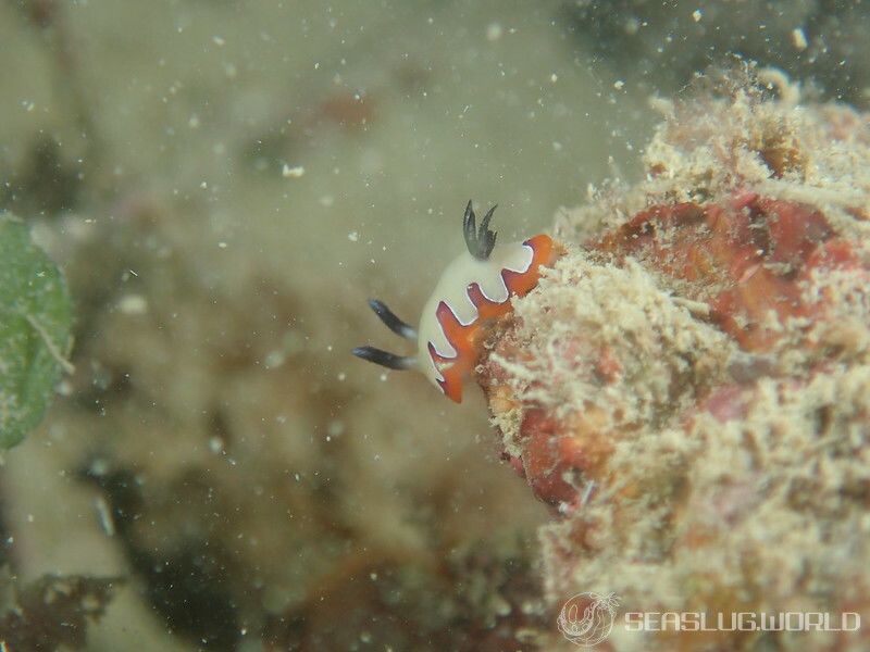 フジナミウミウシ Goniobranchus fidelis