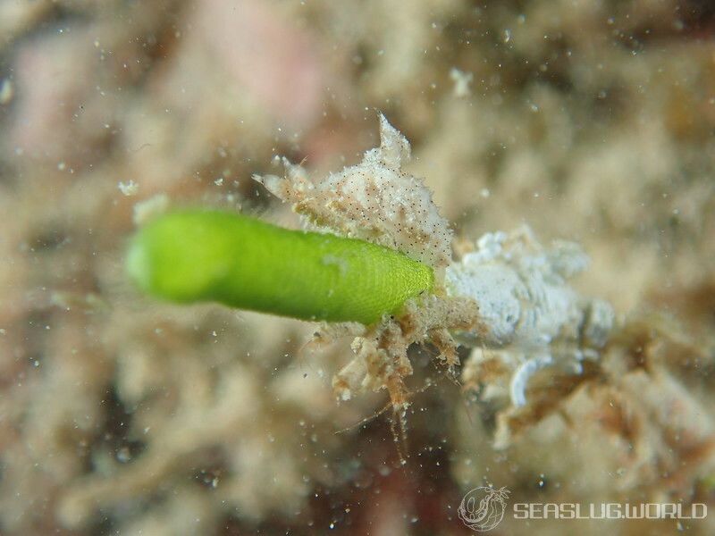 クロゴマフジタウミウシ Polycera sp. 9