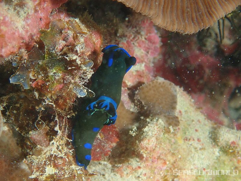 ミドリリュウグウウミウシ Tambja morosa