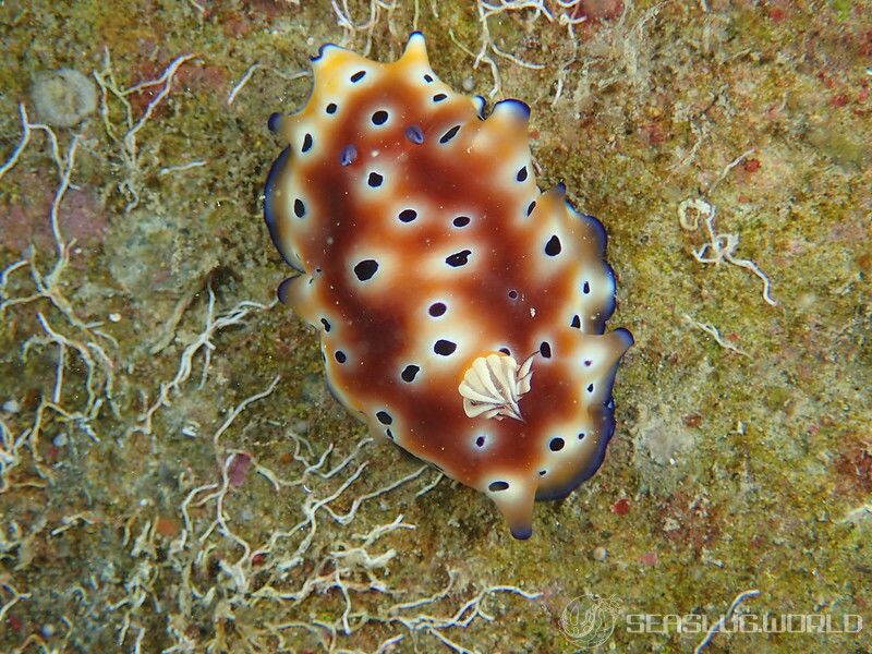 ヒョウモンウミウシ Goniobranchus leopardus