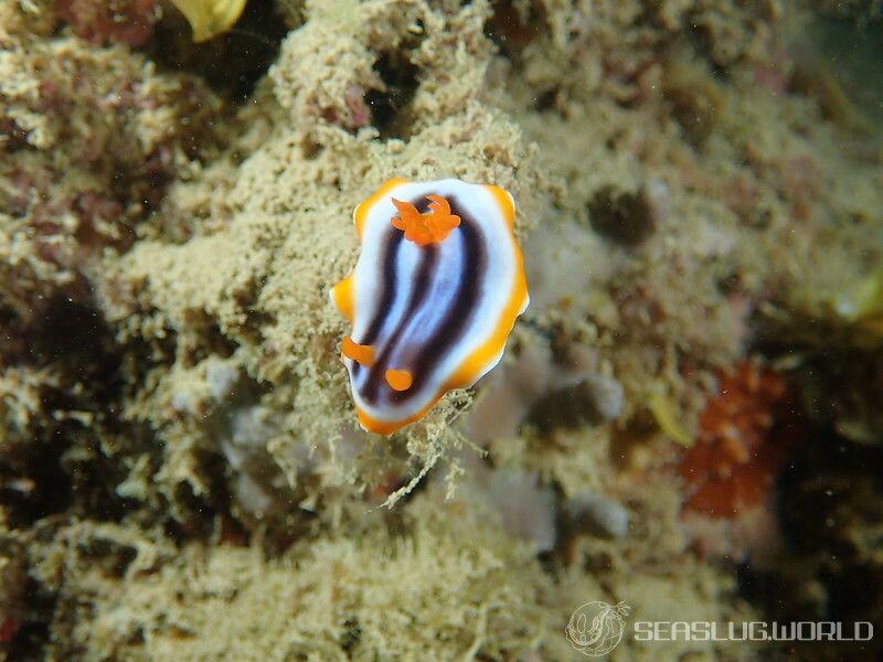 クロシオイロウミウシ Chromodoris sp. 3