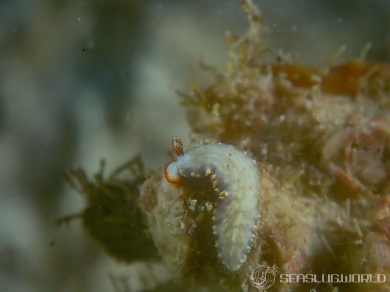 オシャレオトメウミウシ Dermatobranchus funiculus