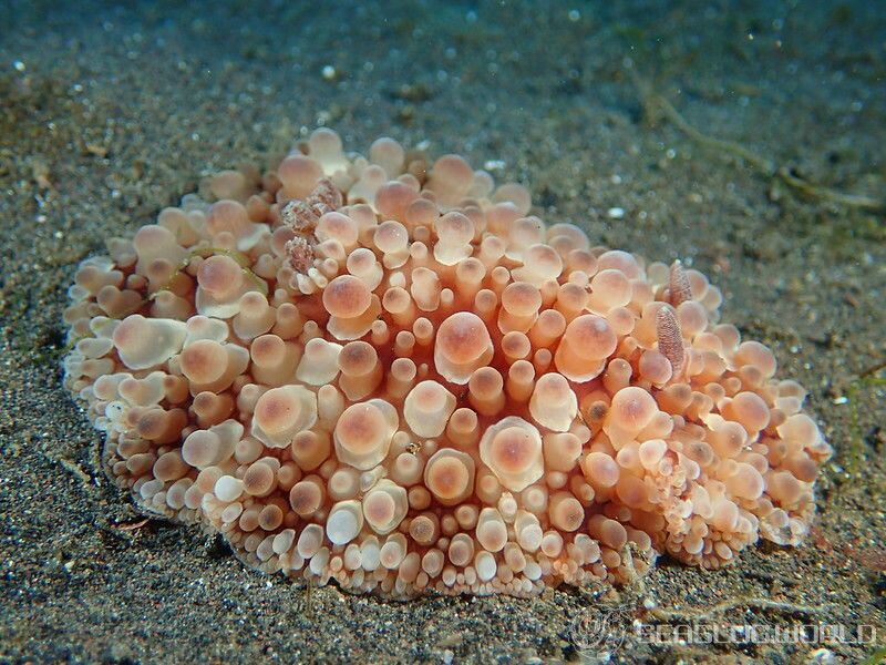 マンリョウウミウシ Carminodoris armata