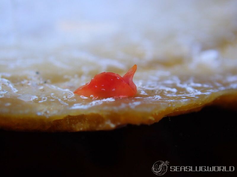 ウミコチョウ科の仲間 Gastropterid spp.