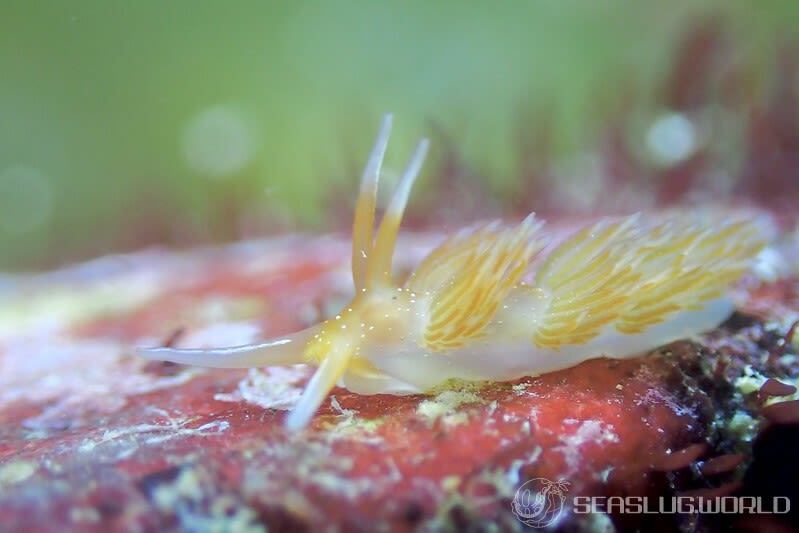 アカエラミノウミウシ Sakuraeolis enosimensis