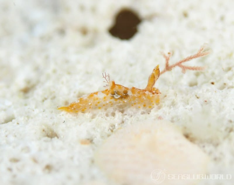 アカネヒカリウミウシ Plocamopherus maculapodium