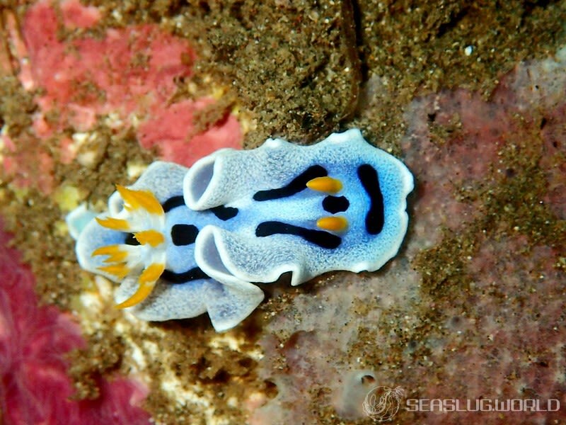 ダイアナウミウシ Chromodoris alcalai