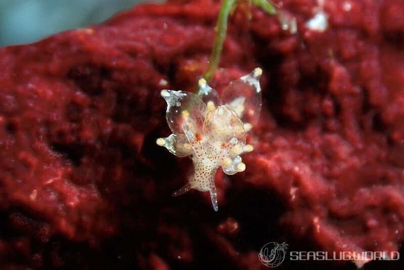 イリエヒメミノウミウシ Eubranchus sp. 8