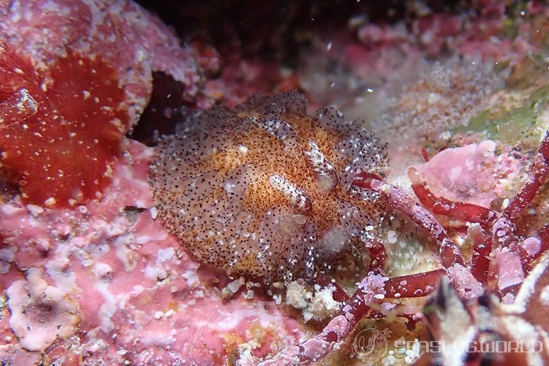 ナガヒゲイバラウミウシ Ceratodoris pilosa