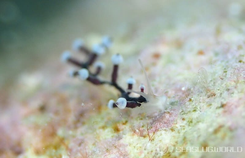 ホリミノウミウシ属の一種 27 Eubranchus sp.27