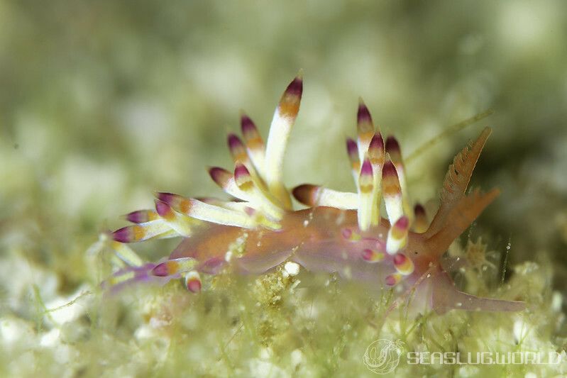 ツマベニミノウミウシ Coryphellina delicata