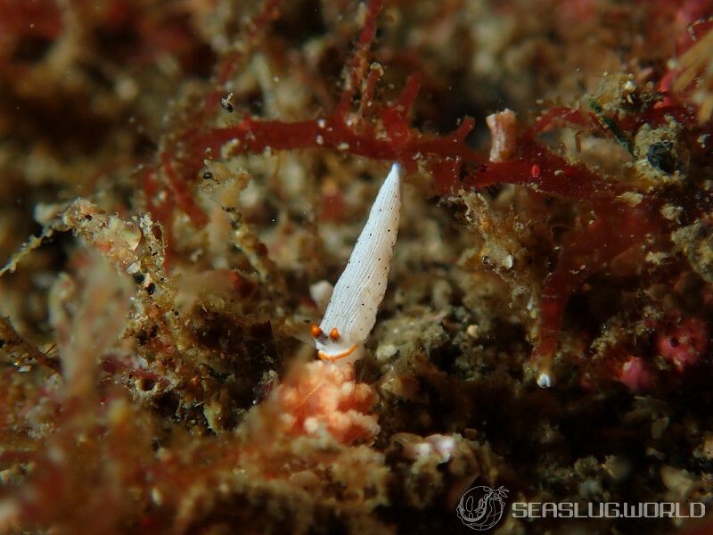 カメキオトメウミウシ Dermatobranchus primus