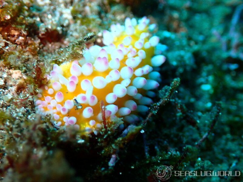 イガグリウミウシ Cadlinella ornatissima