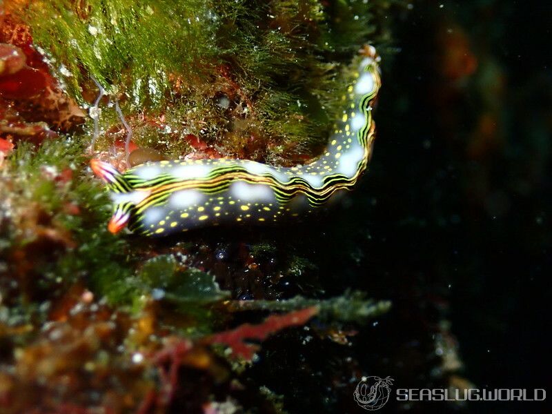 ハナミドリガイ Thuridilla splendens