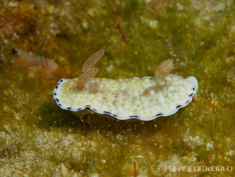 コモンウミウシ Goniobranchus aureopurpureus