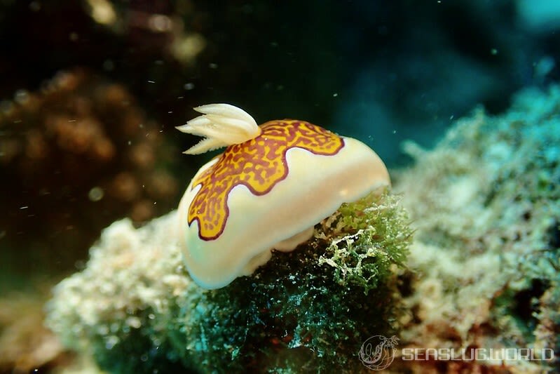 ゴニオブランクス・グレニーイ Goniobranchus gleniei