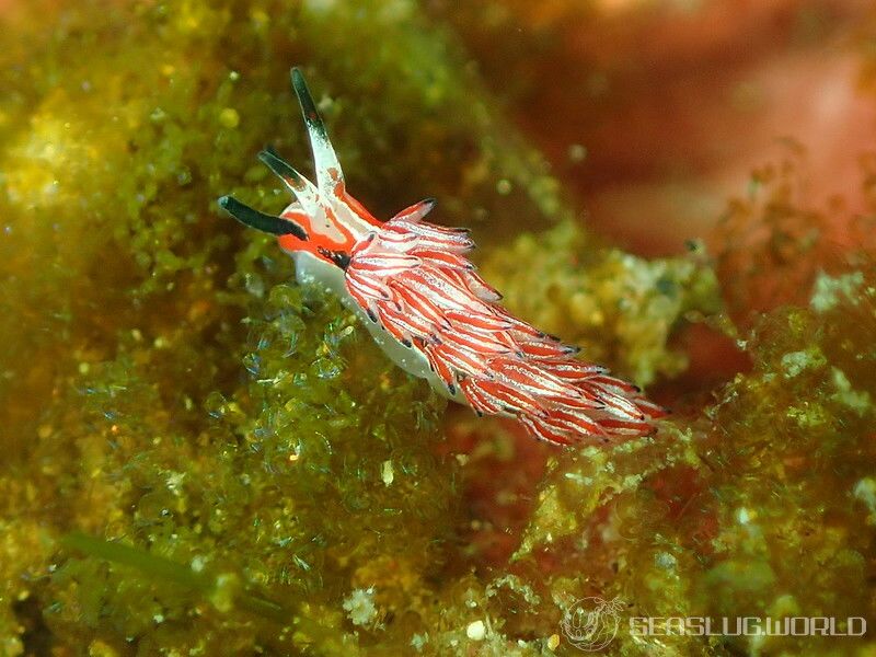 ツマグロミノウミウシ Eubranchus mimeticus