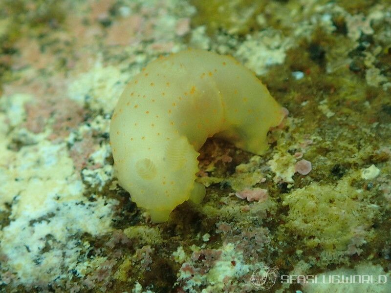 キヌハダモドキ Gymnodoris citrina