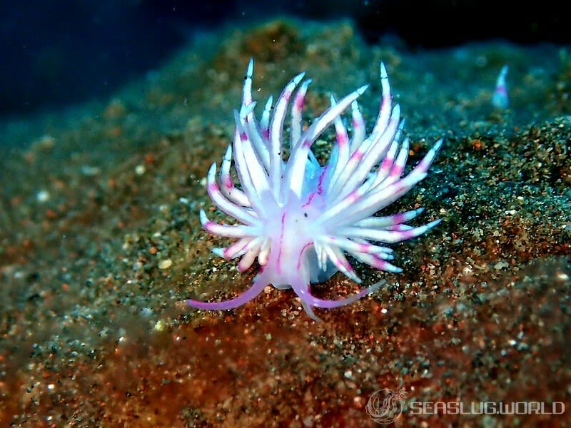 サンドラミノウミウシ Unidentia sandramillenae