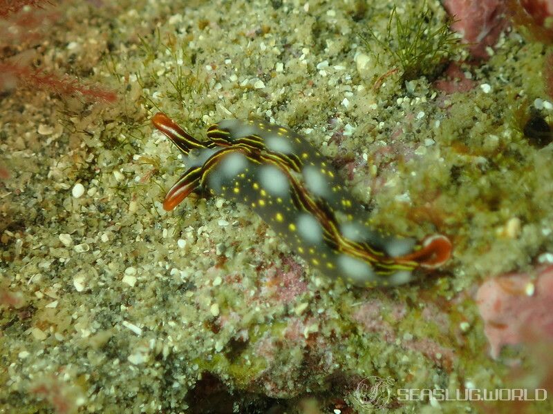 ハナミドリガイ Thuridilla splendens