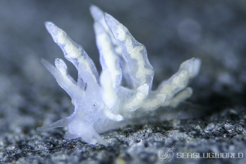 ホリミノウミウシ属の一種 36 Eubranchus sp.36 | 世界のウミウシ