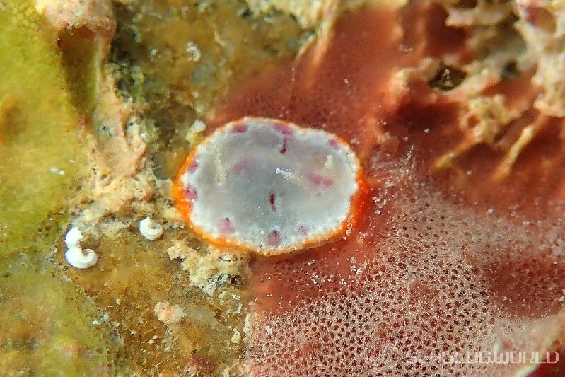 アデヤカイロウミウシ属の一種 6 Goniobranchus sp. 6