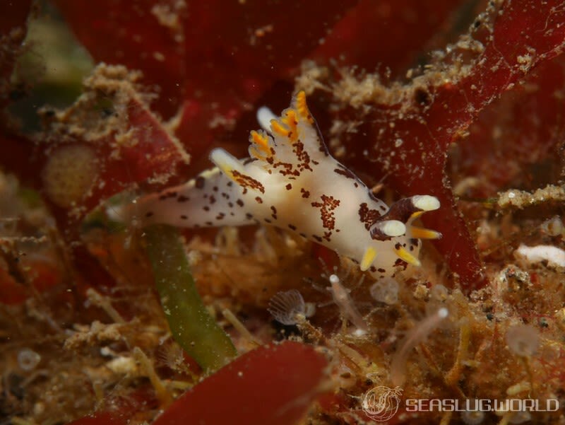 カリヤウミウシ Ancula kariyana