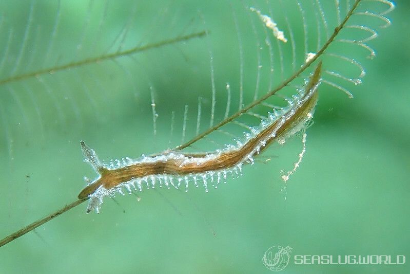 ゼンチュウウミウシ Lomanotus vermiformis