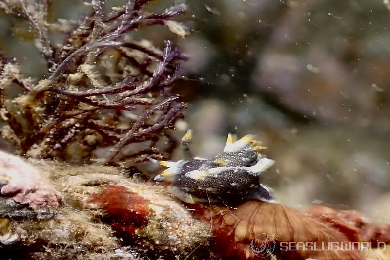 クロコソデウミウシ Polycera hedgpethi