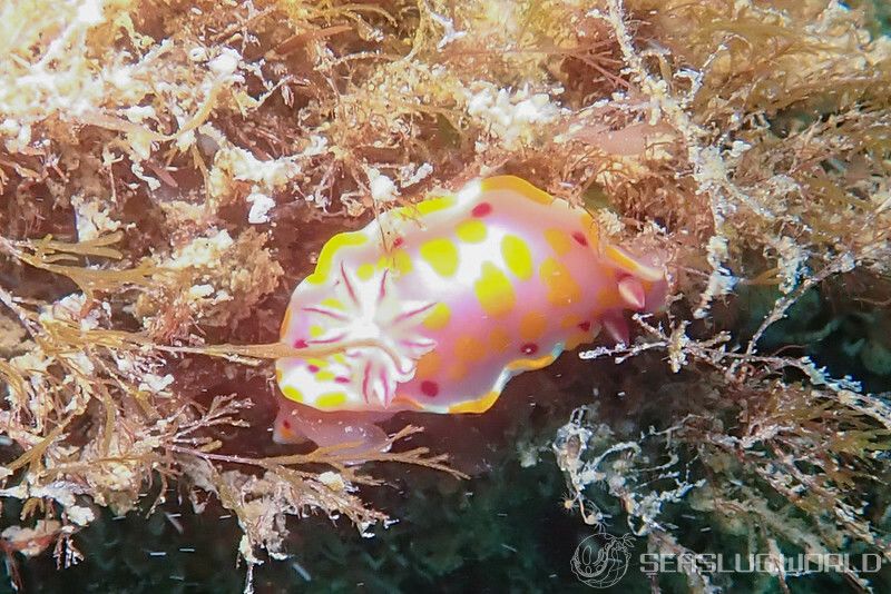 ケラトソマ・アモエヌム Ceratosoma amoenum