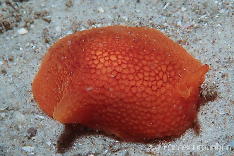 カメノコフシエラガイ Pleurobranchus peronii